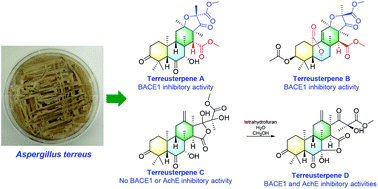 Graphical abstract: New 3,5-dimethylorsellinic acid-based meroterpenoids with BACE1 and AchE inhibitory activities from Aspergillus terreus