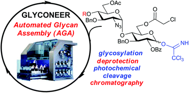 Graphical abstract: Using automated glycan assembly (AGA) for the practical synthesis of heparan sulfate oligosaccharide precursors