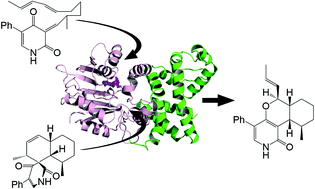 Graphical abstract: Crystal structure of LepI, a multifunctional SAM-dependent enzyme which catalyzes pericyclic reactions in leporin biosynthesis