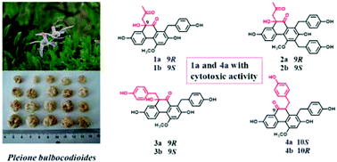 Graphical abstract: Phenanthrenequinone enantiomers with cytotoxic activities from the tubers of Pleione bulbocodioides