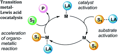 Graphical abstract: The roles of Lewis acidic additives in organotransition metal catalysis
