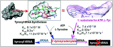 Graphical abstract: A bisubstrate reagent orchestrating adenosine triphosphate and l-tyrosine and making tyrosyl adenylate: partial mimicking of tyrosyl-tRNA synthetase