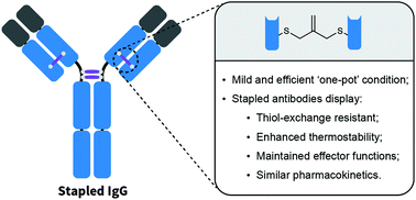 Graphical abstract: One-pot stapling of interchain disulfides of antibodies using an isobutylene motif