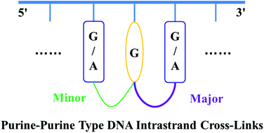 Graphical abstract: Theoretical studies on the purine radical induced purine–purine type intrastrand cross-links