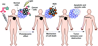 Graphical abstract: Photoimmunoconjugates: novel synthetic strategies to target and treat cancer by photodynamic therapy