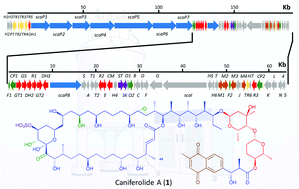 Graphical abstract: Structure elucidation and biosynthetic gene cluster analysis of caniferolides A–D, new bioactive 36-membered macrolides from the marine-derived Streptomyces caniferus CA-271066