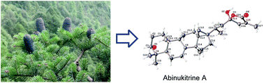 Graphical abstract: Abinukitrine A, a unique 17,18-cyclolanostane triterpenoid from Abies nukiangensis