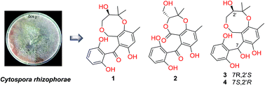 Graphical abstract: Cytosporins A–D, novel benzophenone derivatives from the endophytic fungus Cytospora rhizophorae A761