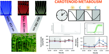 Graphical abstract: Carotenoid biosynthesis of pak choi (Brassica rapa ssp. chinensis) sprouts grown under different light-emitting diodes during the diurnal course