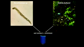 Graphical abstract: Orfelia-type luciferin and its associated storage protein in the non-luminescent cave worm Neoditomyia sp. (Diptera: Keroplatidae) from the Atlantic rainforest: biological and evolutionary implications