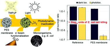 Graphical abstract: Electron beam functionalized photodynamic polyethersulfone membranes – photophysical characterization and antimicrobial activity
