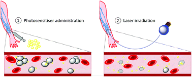 Graphical abstract: In situ intravenous photodynamic therapy for the systemic eradication of blood stream infections
