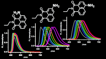 Graphical abstract: Fluorescence behaviour of 2-, 3- and 4-amino-1,8-naphthalimides: effects of the substitution positions of the amino functionality on the photophysical properties