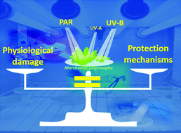 Graphical abstract: Photosynthetically-active radiation, UV-A and UV-B, causes both common and specific damage and photoprotective responses in the model liverwort Marchantia polymorpha subsp. ruderalis