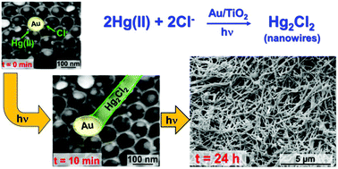 Graphical abstract: Photocatalytic reduction and scavenging of Hg(ii) over templated-dewetted Au on TiO2 nanotubes