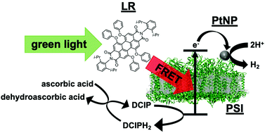 Graphical abstract: Efficient hydrogen production using photosystem I enhanced by artificial light harvesting dye