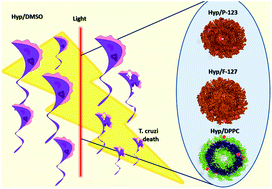 Graphical abstract: Hypericin photodynamic activity. Part III: in vitro evaluation in different nanocarriers against trypomastigotes of Trypanosoma cruzi
