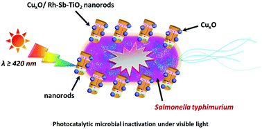 Graphical abstract: A mechanism study on the photocatalytic inactivation of Salmonella typhimurium bacteria by CuxO loaded rhodium–antimony co-doped TiO2 nanorods