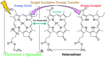 Graphical abstract: Heterodimers of zinc and free-base chlorophyll derivatives co-assembled in biomimetic chlorosomal J-aggregates