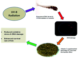 Graphical abstract: Dietary supplementation of vitamin C: an effective measure for protection against UV-B irradiation using fish as a model organism