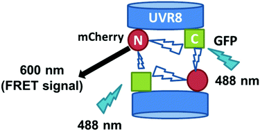 Graphical abstract: A FRET method for investigating dimer/monomer status and conformation of the UVR8 photoreceptor