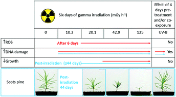 Graphical abstract: No evidence of a protective or cumulative negative effect of UV-B on growth inhibition induced by gamma radiation in Scots pine (Pinus sylvestris) seedlings