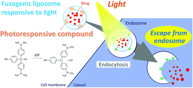 Graphical abstract: Endosomal escape by photo-activated fusion of liposomes containing a malachite green derivative: a novel class of photoresponsive liposomes for drug delivery vehicles