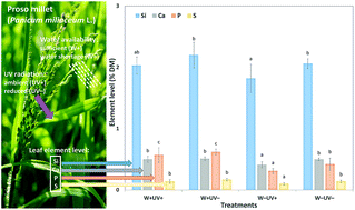 Graphical abstract: Effects of water availability and UV radiation on silicon accumulation in the C4 crop proso millet