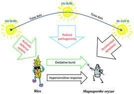 Graphical abstract: Effects of enhanced UV-B radiation on the interaction between rice and Magnaporthe oryzae in Yuanyang terrace