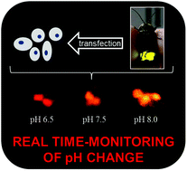 Graphical abstract: Novel application of Macrolampis sp2 firefly luciferase for intracellular pH-biosensing in mammalian cells