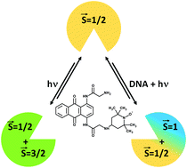 Graphical abstract: Photo-induced spin switching in a modified anthraquinone modulated by DNA binding