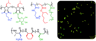 Graphical abstract: Biomimetic antimicrobial polymers: recent advances in molecular design