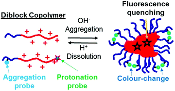 Graphical abstract: pH-Responsive diblock copolymers with two different fluorescent labels for simultaneous monitoring of micellar self-assembly and degree of protonation