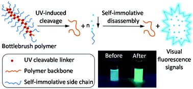 Graphical abstract: Bottlebrush polymers with self-immolative side chains