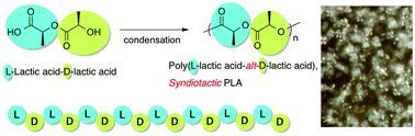 Graphical abstract: Synthesis, properties, and crystallization of the alternating stereocopolymer poly(l-lactic acid-alt-d-lactic acid) [syndiotactic poly(lactic acid)] and its blend with isotactic poly(lactic acid)