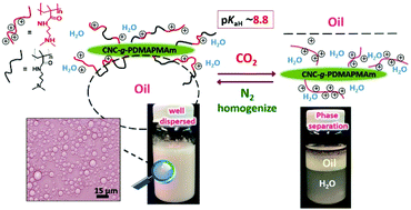 Graphical abstract: Graft-modified cellulose nanocrystals as CO2-switchable Pickering emulsifiers
