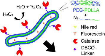 Graphical abstract: Enzyme-driven biodegradable nanomotor based on tubular-shaped polymeric vesicles