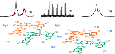 Graphical abstract: Closer to the polydopamine structure: new insights from a combined 13C/1H/2H solid-state NMR study on deuterated samples