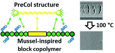 Graphical abstract: A translation of the structure of mussel byssal threads into synthetic materials by the utilization of histidine-rich block copolymers