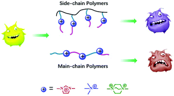 Graphical abstract: Antibacterial activity of cationic polymers: side-chain or main-chain type?