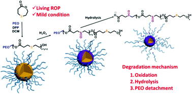 Graphical abstract: Synthesis of a ROS-responsive analogue of poly(ε-caprolactone) by the living ring-opening polymerization of 1,4-oxathiepan-7-one