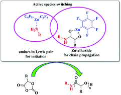Graphical abstract: An efficient strategy for achieving controlled ring-opening polymerization of O-carboxyanhydrides via amine initiation in collaboration with metal-alkoxide catalysis