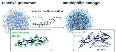Graphical abstract: A versatile synthetic platform for amphiphilic nanogels with tunable hydrophobicity