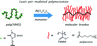 Graphical abstract: Facile synthesis of cylindrical molecular brushes via Lewis pair-mediated polymerization