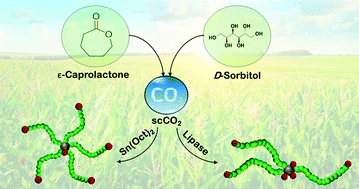 Graphical abstract: Sustainable synthesis and precise characterisation of bio-based star polycaprolactone synthesised with a metal catalyst and with lipase