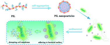 Graphical abstract: Antibacterial activities of N-alkyl imidazolium-based poly(ionic liquid) nanoparticles