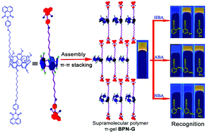 Graphical abstract: A novel supramolecular polymer π-gel based on bis-naphthalimide functionalized-pillar[5]arene for fluorescence detection and separation of aromatic acid isomers
