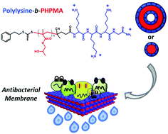 Graphical abstract: Antimicrobial polylysine decorated nano-structures prepared through polymerization induced self-assembly (PISA)