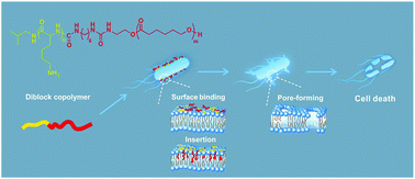 Graphical abstract: Strategies from nature: polycaprolactone-based mimetic antimicrobial peptide block copolymers with low cytotoxicity and excellent antibacterial efficiency