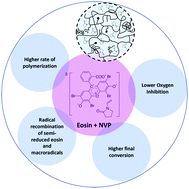 Graphical abstract: On the role of N-vinylpyrrolidone in the aqueous radical-initiated copolymerization with PEGDA mediated by eosin Y in the presence of O2